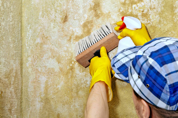 Best Mold Odor Removal Services  in La Ada Flintridge, CA